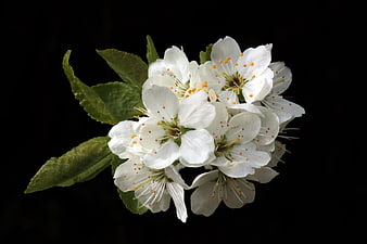 White Cherry Blossoms on Black Background