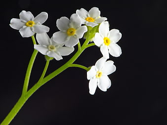 White Forget-Me-Not Flowers Isolated on Black Background