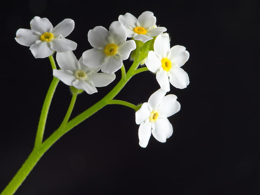 White Forget-Me-Not Flowers Isolated on Black Background