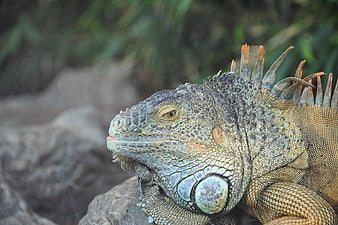 Close-up of a Green Iguana Head with Detailed Scales