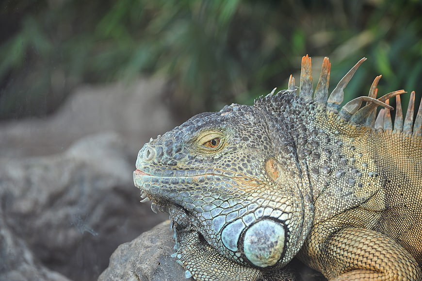 Close-up of a Green Iguana Head with Detailed Scales