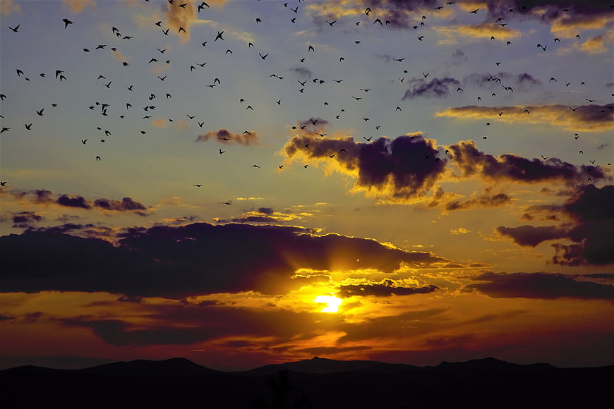 Flock of Birds Flying Over Mountains at Golden Sunset