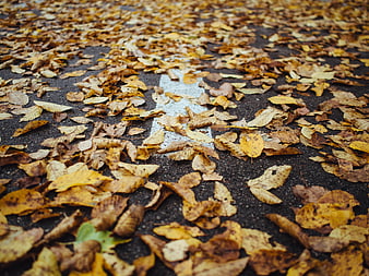 Fallen Autumn Leaves on Asphalt Road with White Line