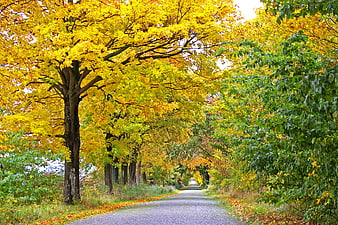 Golden Autumn Road Lined with Yellow Trees