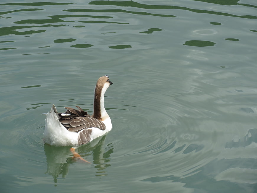 Swan swimming in calm green pond water