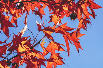 Vibrant Red Autumn Maple Leaves Backlit Against Clear Blue Sky