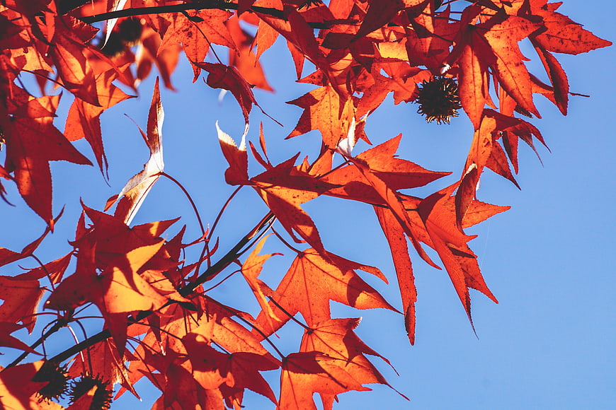 Vibrant Red Autumn Maple Leaves Backlit Against Clear Blue Sky