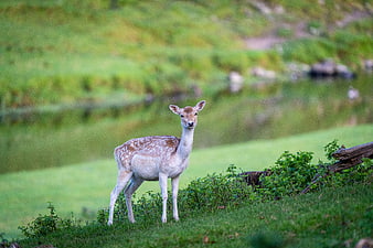 Spotted Fallow Deer Standing in Green Meadow
