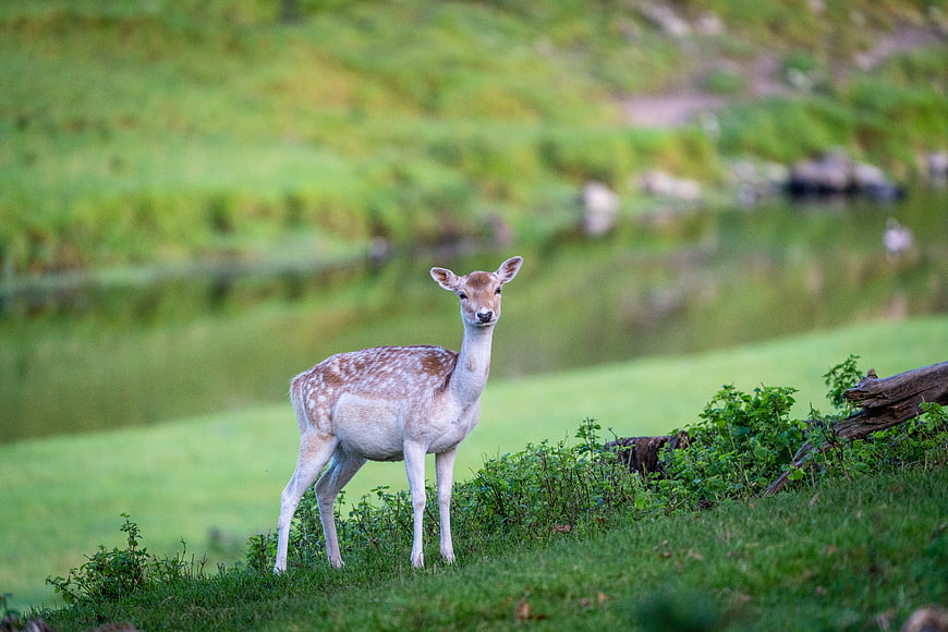 Spotted Fallow Deer Standing in Green Meadow