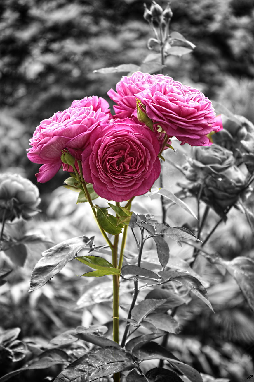 Vibrant Pink Roses with Selective Color Background