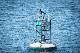 Green Navigation Buoy with Perched Cormorants in Blue Ocean