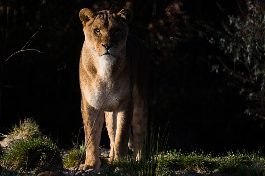 Majestic Lioness Standing in Sunlight Against Dark Forest Background