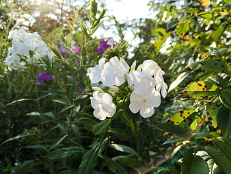 Close-up of white phlox flowers in a sunny garden