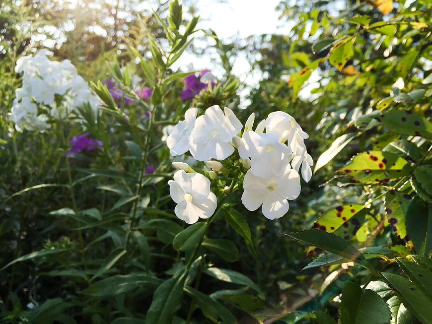 Close-up of white phlox flowers in a sunny garden