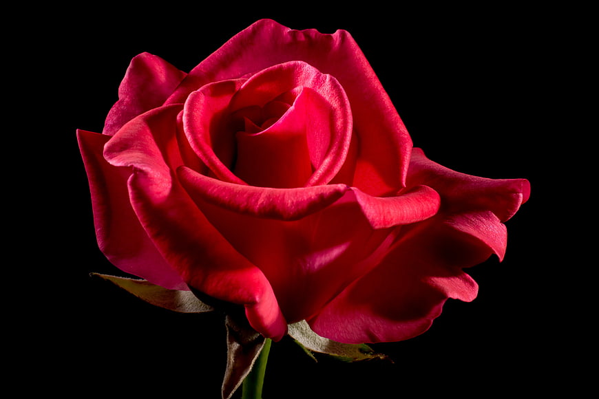 Vibrant Red Rose Close-Up on Black Background