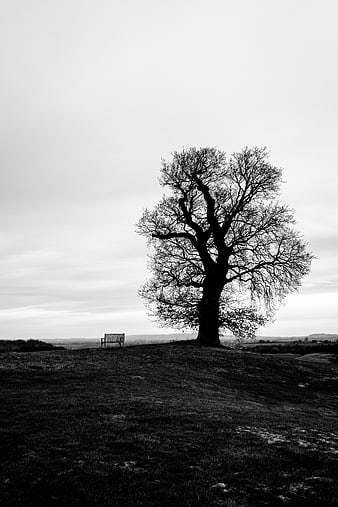 Solitary bare tree and bench on grassy hill landscape
