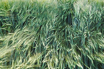 Green Wheat Field Swaying in the Wind