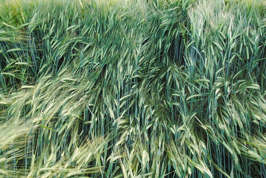 Green Wheat Field Swaying in the Wind