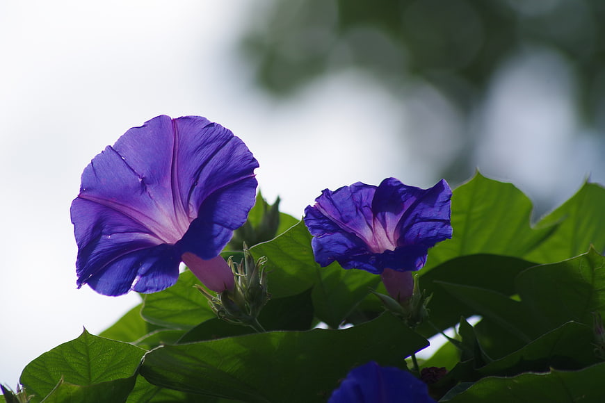 Vibrant Purple Morning Glory Flowers in Bloom