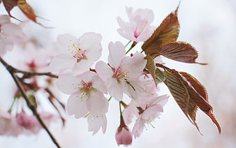 Japanese Cherry Blossoms With Insect And Red Leaves