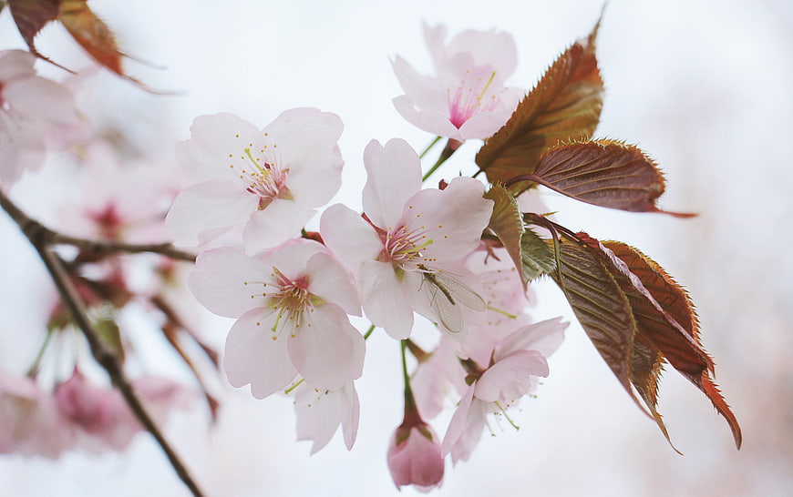 Japanese Cherry Blossoms With Insect And Red Leaves