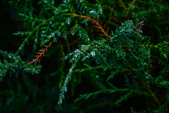 Close-up of wet evergreen branches with raindrops