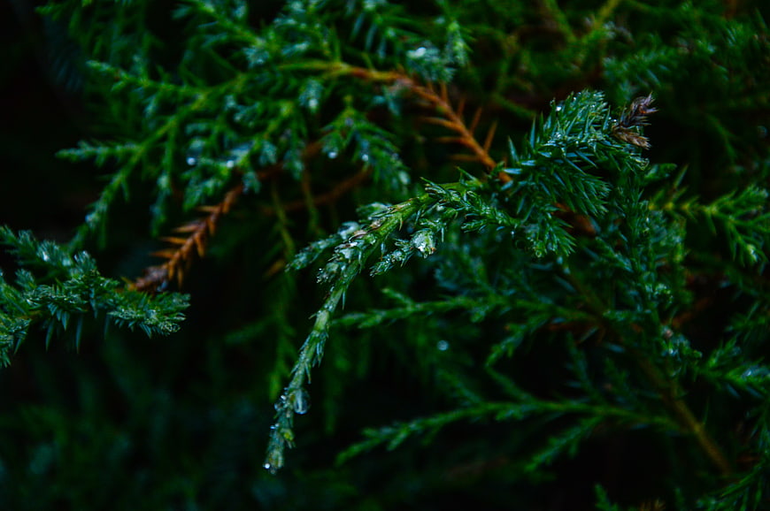 Close-up of wet evergreen branches with raindrops