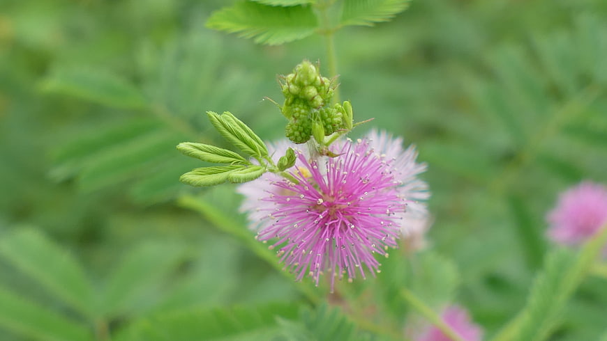 Close-up of Pink Mimosa Pudica Flower with Green Leaves