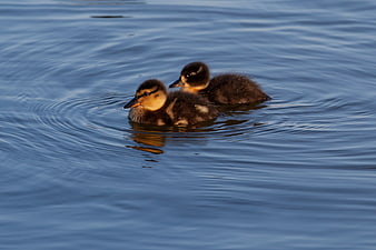 Two cute ducklings swimming in calm blue water