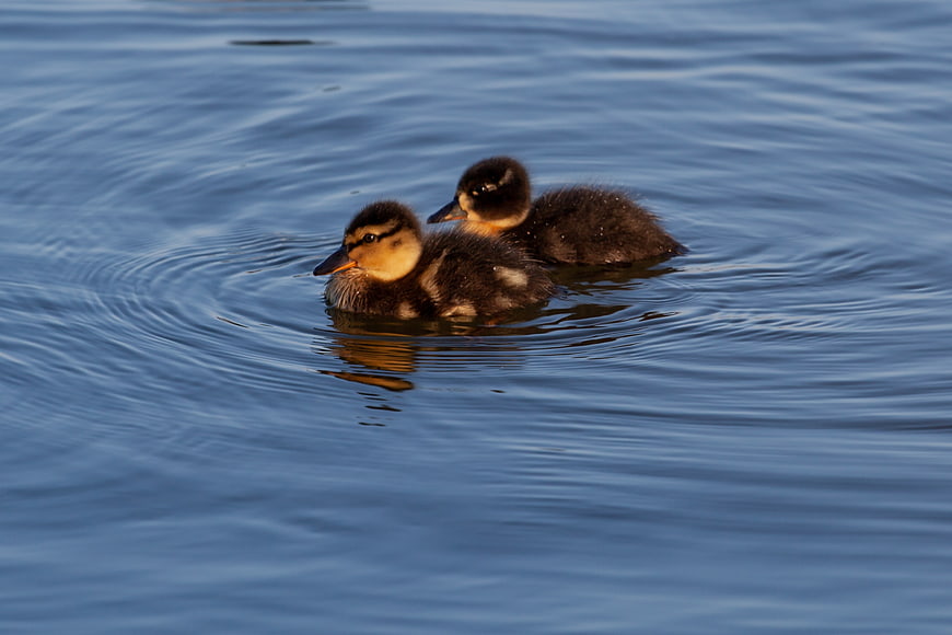 Two cute ducklings swimming in calm blue water