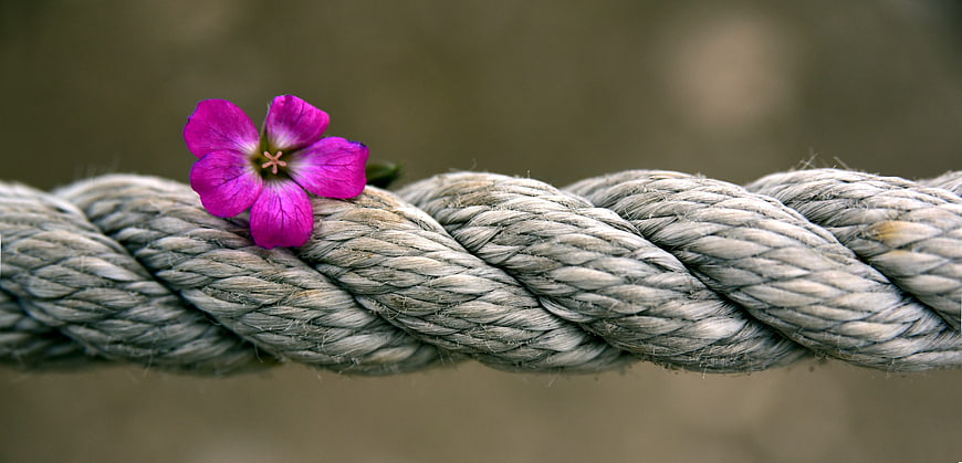 Pink flower resting on a thick gray twisted rope close-up
