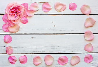 Pink Rose and Petals on White Wooden Background