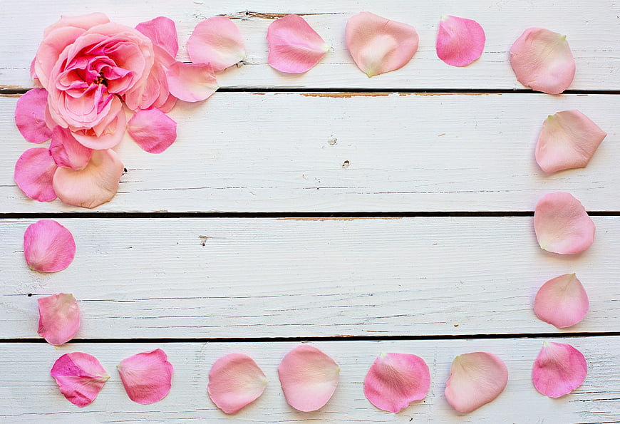 Pink Rose and Petals on White Wooden Background