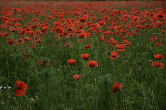 Vibrant red poppy field in lush green meadow
