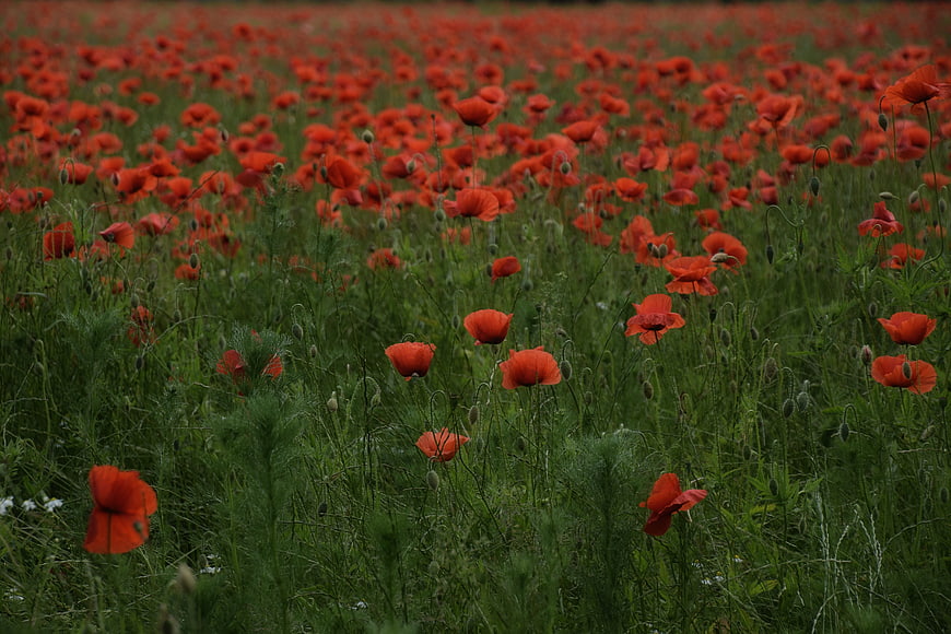Vibrant red poppy field in lush green meadow