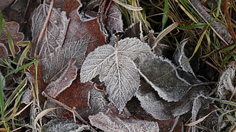 Close-up of frost-covered leaves and grass in winter