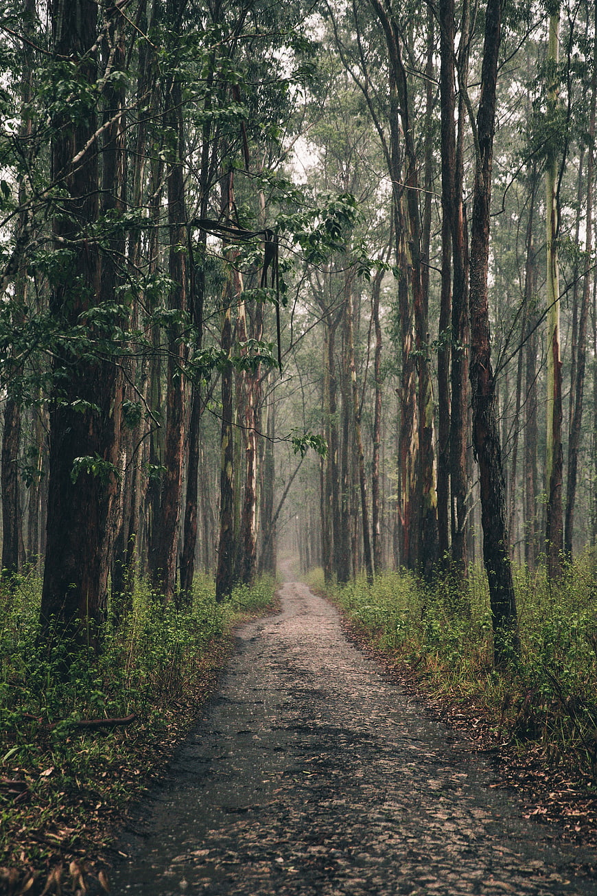 Misty Forest Path with Tall Eucalyptus Trees