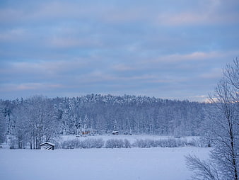 Serene Winter Landscape with Snowy Forest and Cabin