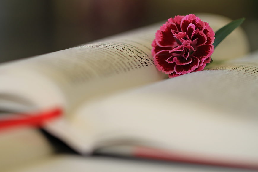 Pink Carnation Resting On Open Book Pages