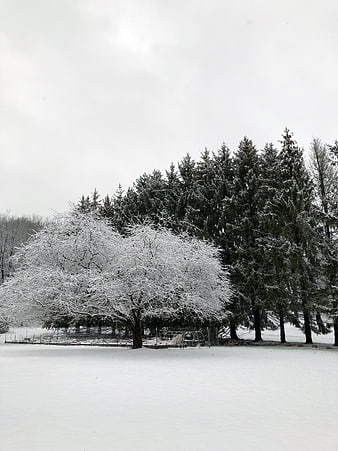 Snowy Winter Landscape with Frosted Trees and Evergreens