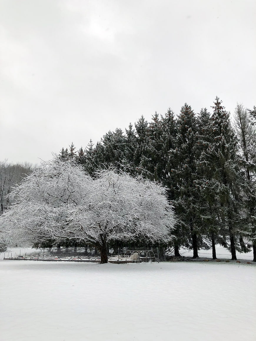 Snowy Winter Landscape with Frosted Trees and Evergreens