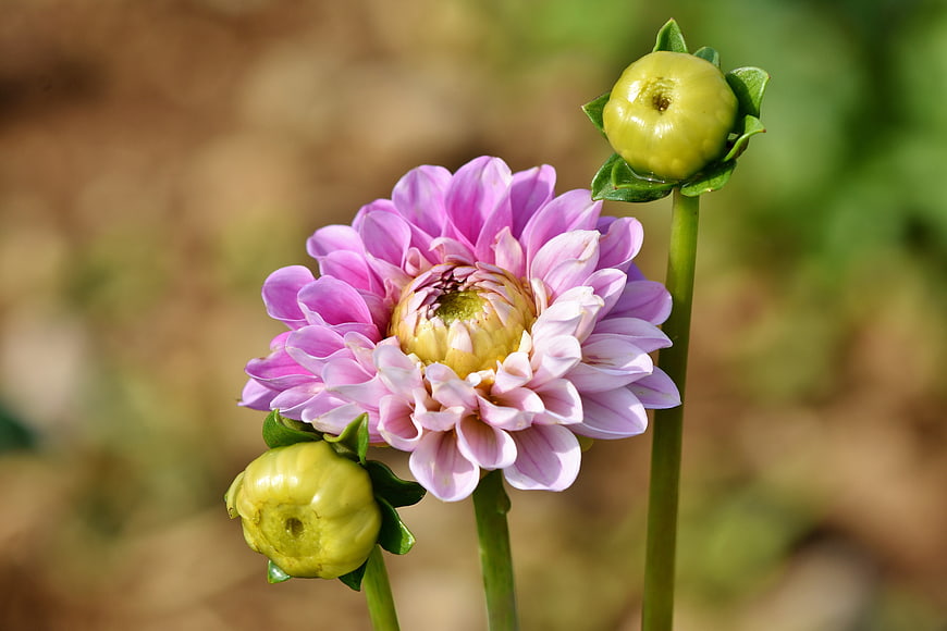 Pink Dahlia Flower With Green Buds In Garden