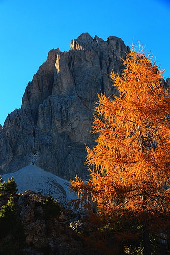 Golden Larch Tree Against Dolomites Mountain Peak in Autumn