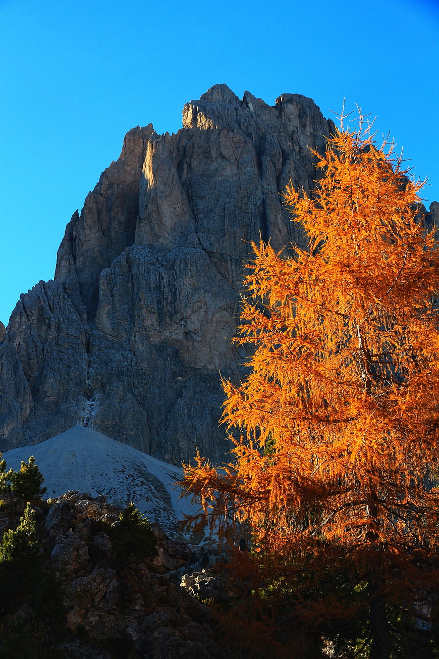 Golden Larch Tree Against Dolomites Mountain Peak in Autumn