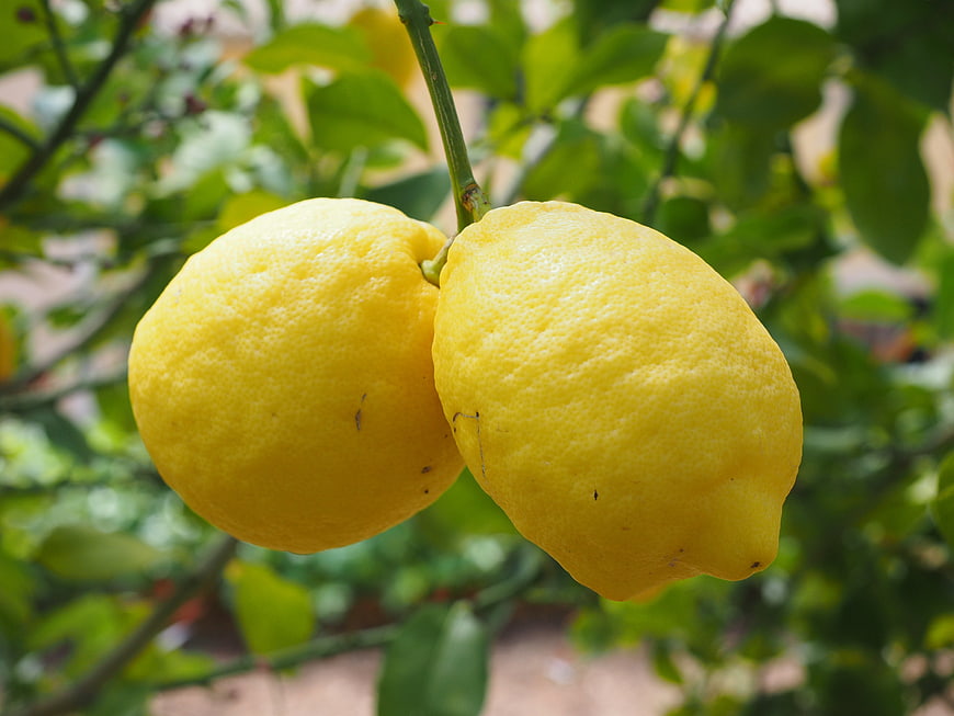 Two Ripe Yellow Lemons Hanging on a Citrus Tree Branch