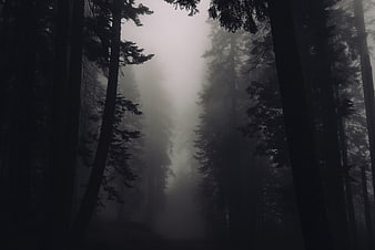 Dark Foggy Forest Path with Tall Pine Trees