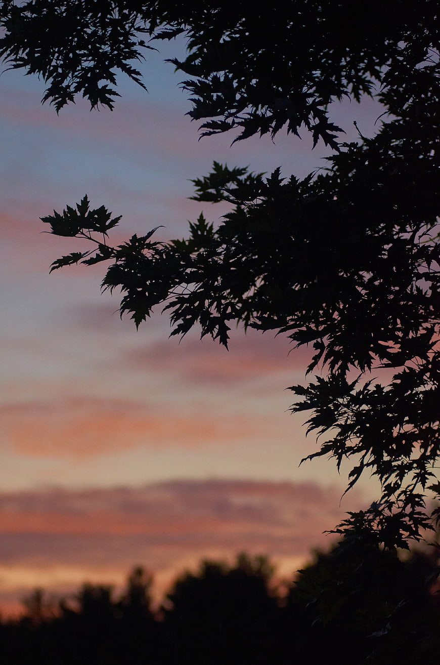 Silhouette of maple leaves against a colorful sunset sky