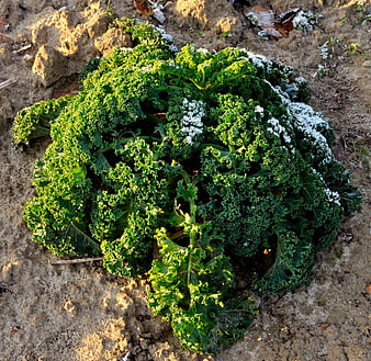 Fresh green kale plant growing in dry soil