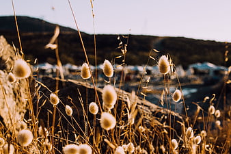 Golden bunny tail grass with blurred coastal village background