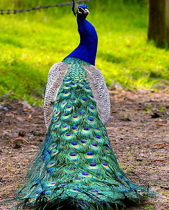 Male Peacock Standing On Dirt Path With Green Grass Background